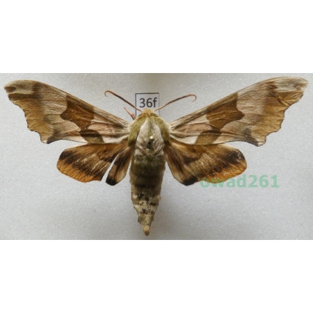 Mimas tiliae (Linnaeus, 1758) Poland36f